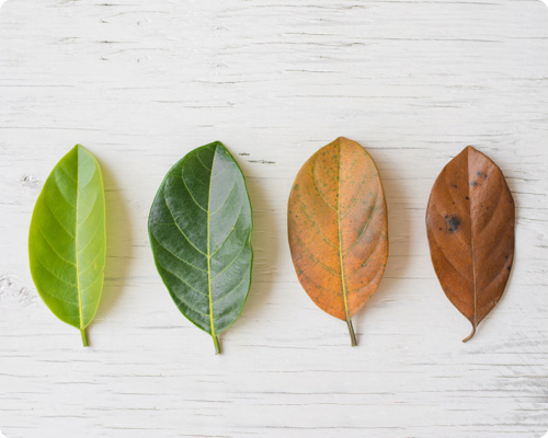 Four leaves on a table